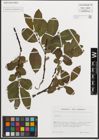 Foto von Salix L.